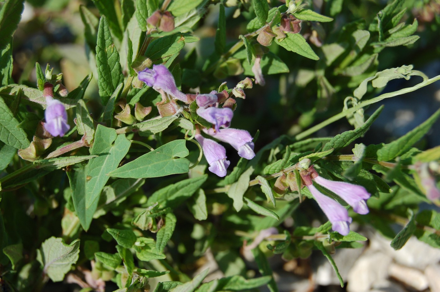 Scutellaria galericulata / Scutellaria palustre